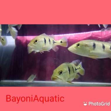 Ikan Peacock Bass Orinoco Multicolor