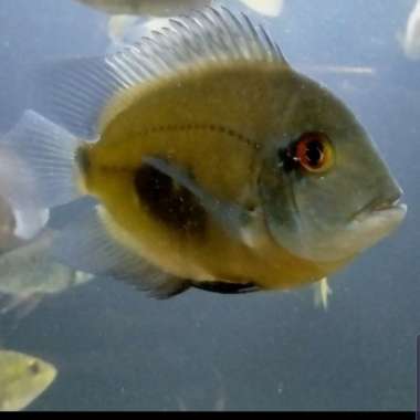 HIASAN AQUARIUM UARU CICHLID GOODMARKING BIG HIGH QUALITY MARS Multicolor