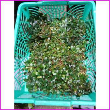 buce palandra mini coin porsi keranjang Multicolor