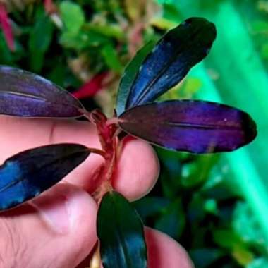 bucephalandra Black Angel DG Multicolor