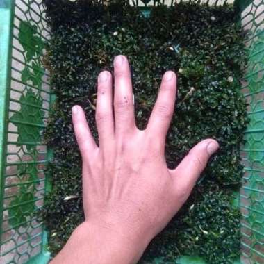 buce mini coin (Perkerinjang) Multicolor