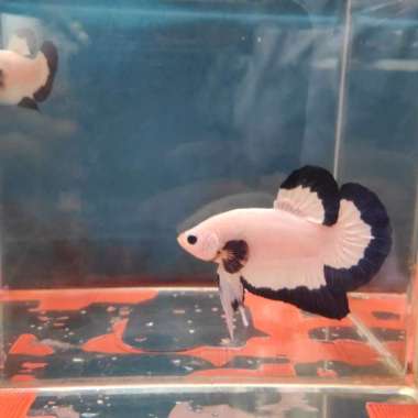 Ikan cupang blue rim male top grade Multicolor