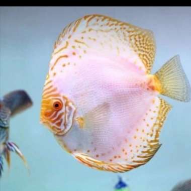 Ikan discus white butterfly / discus white butterfly / discus white Multicolor