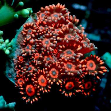 Gonio merah makasar frag hiasan aquarium 98 Multicolor