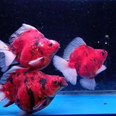 Ikan Mas Koki Ryukin Jumbo Multicolor