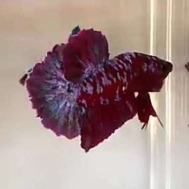 ikan cupang hias giant red koi galaxy size L Multicolor