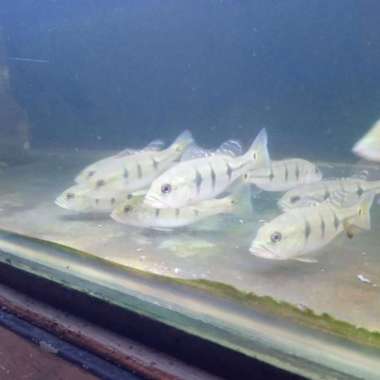 ikan pbass orinoco pure / peacockbass orinoco 3 spot Multicolor