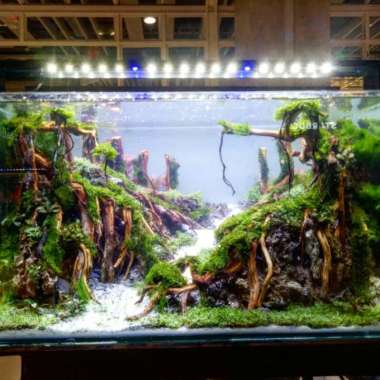 Jasa pembuatan Aquascape 60cm fullset Multicolor