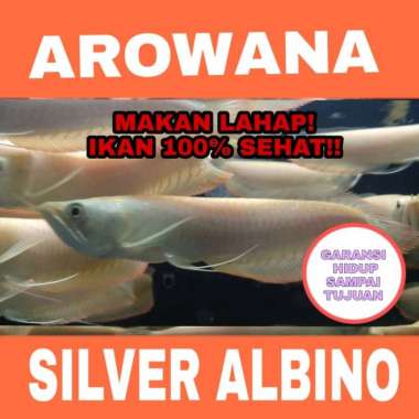 ikan Arwana Albino / Arowana Silver Albino Mata merah / mata anggur Multicolor