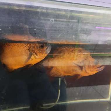 oscar paris tembaga ukuran 5 jari up Multicolor