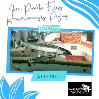Ikan Predator Elops Hawaiianensis Payus Aquarium Air Tawar Multicolor