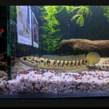 ikan channa rsws Multicolor