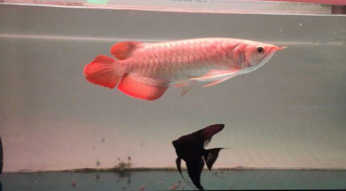 Arwana super red 30 cm Multicolor