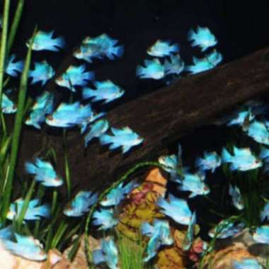 paket ramirezi blue elektrik 25 ekor Multicolor