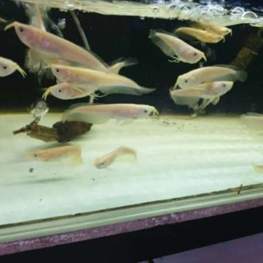 Arwana silver albino murmer 14 SD 15 cm Multicolor
