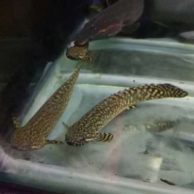 ikan palmas orna 13-15cm Multicolor