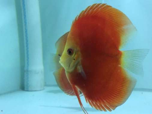 Discus Red Melon HB Buldog Multicolor