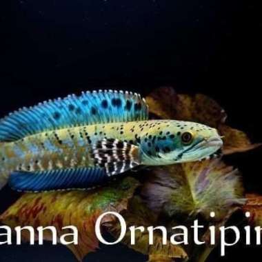 channa orna yellow lips Multicolor