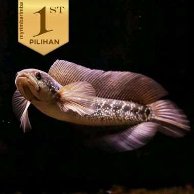 Channa Asiatica WS Ikan Hias Predator Hiasan Aquarium Aquascape Multicolor