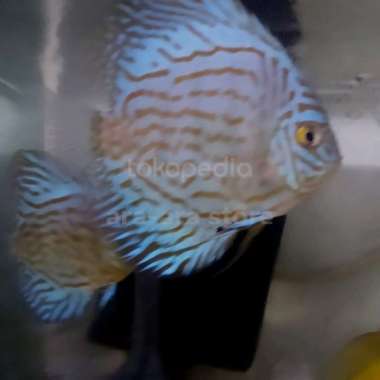 Discus blue turquoise size 3 inch. Multicolor
