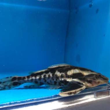 megalodoras irwini catfish 8cm Multicolor