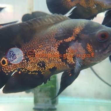 ikan chiclid oscar paris tembaga 8-10cm Multicolor