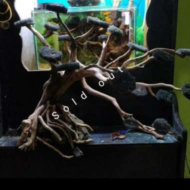 bonsai aquascape .. untuk tank ukuran 60 cm Multicolor