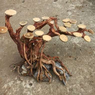 Bonsai Aquascape Kayu Rasamala Hardscape Aquascape Multicolor