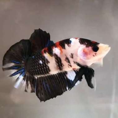 ikan cupang hias giant koi ukuran L+ Multicolor