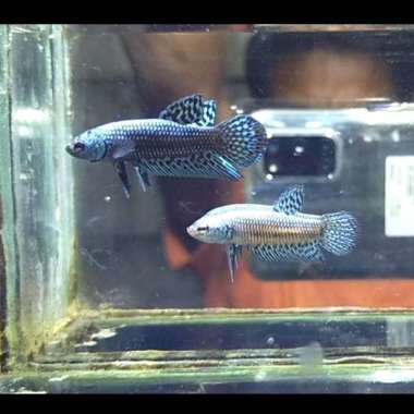 cupang mahacai alien hybrid grey Multicolor