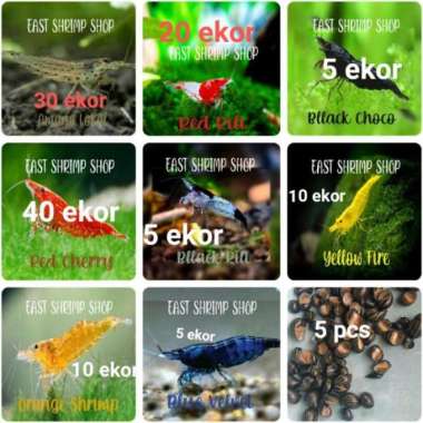 BEST paket udang hias mantap isi banyak 120ekor aquascape Multicolor