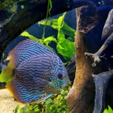 ikan discus blue scorpion 2 inch Multicolor