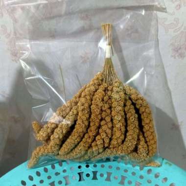 Kunyit Juwawut Tangkai Pakan Burung Kenari Branjangan Perkutut Finch 100 gram