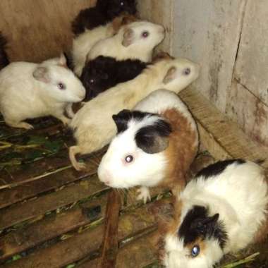 Marmut Cavy Guineapig American Lokal Dewasa Varian Based Information