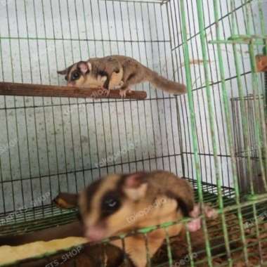sugar glider dewasa sepasang Varian Based Information