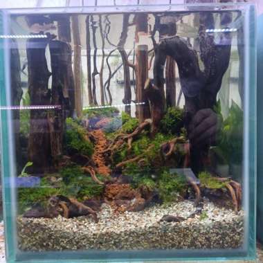 Aquarium Aquascape Mini Jungle 30x25x30 cm # 1
