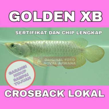 ikan Arwana Golden red XB / Crosback lokal / Arowana Crosback lokal Multivariasi Multicolor