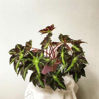 tanaman hias begonia heracleifolia / begonia / indoor Multivariasi Multicolor