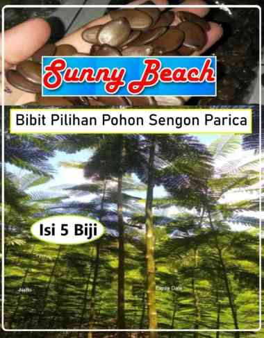 Bibit Pilihan Pohon Sengon Parica |Biji Benih Sengon Parica | Solobium