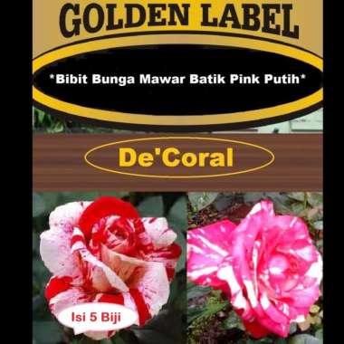 Bibit Unggul Bunga Mawar Batik Pink Putih|Benih Bunga Mawar Pink Putih