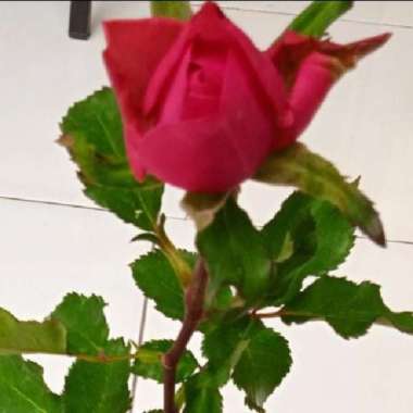 Tanaman Bunga Mawar Pink |Pohon Hias Bunga Mawar Pink|Bunga Mawar Pink