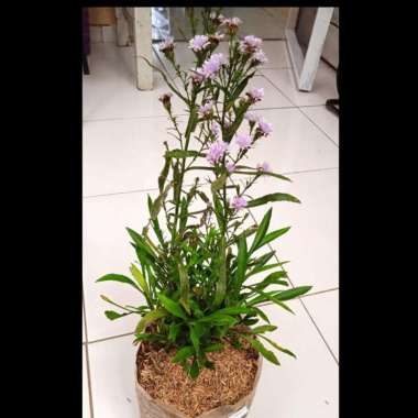 Tanaman Bunga Aster Pikok Ungu | Tanaman Bunga Aster Ungu