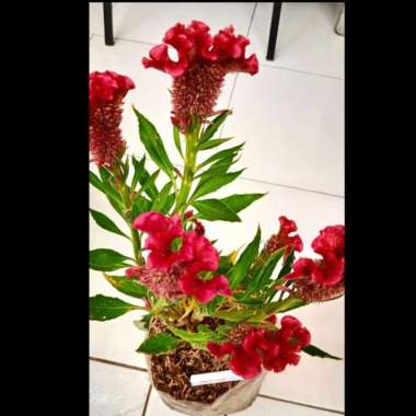 Tanaman Hias Bunga Jengger Ayam Merah | Bunga Jengger Ayam Merah
