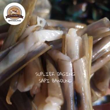 KERANG BAMBU SEGAR 600gr