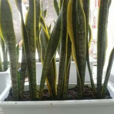 Tanaman Hias Sansevieveria + Pot Panjang