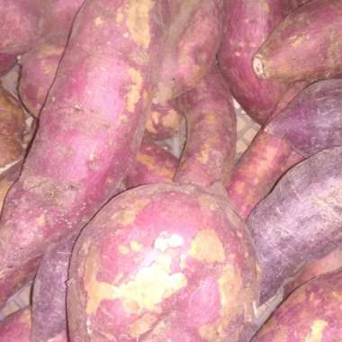 Ubi Ungu / Ubi Merah / Ubi Putih kemasan 500 gr dan 1 kg Ubi ungu - 1 kg