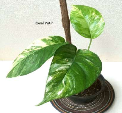 TANAMAN HIAS MONSTERA VARIGATA / EPIPREMNUM VARIGATA REMAJA