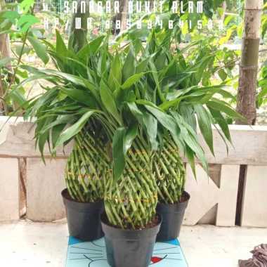 tanaman hias bambu hoki kepang/bambu cina/bambu air tinggi 45 cm + pot Multicolor