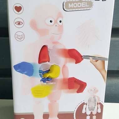 sale mainan edukasi human body model