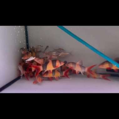 botia 18-20cm Multicolor